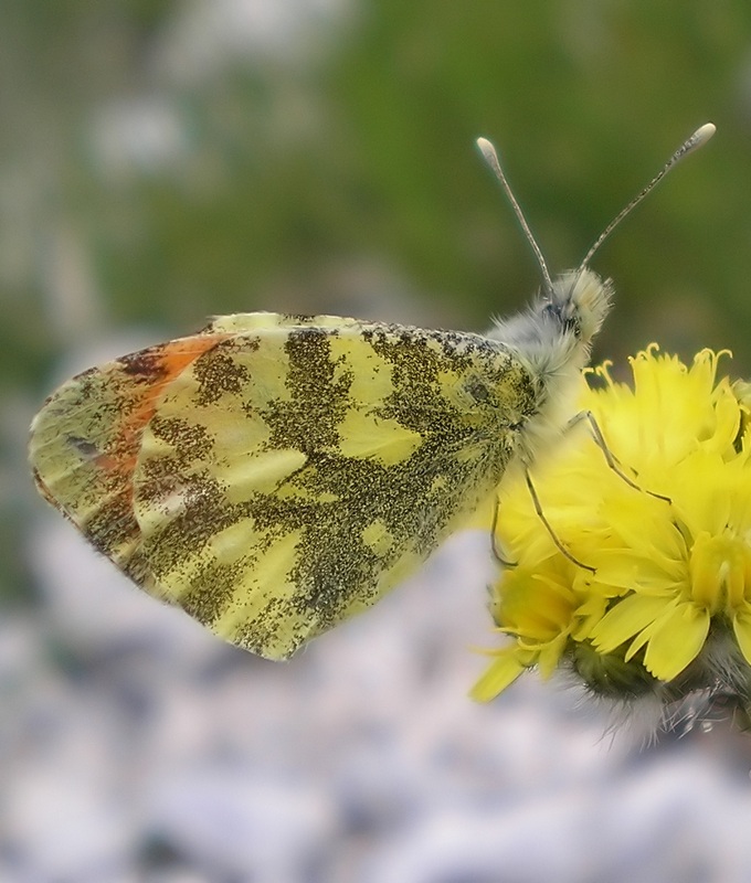 Le 15 Pieridae sp. dell''Umbria